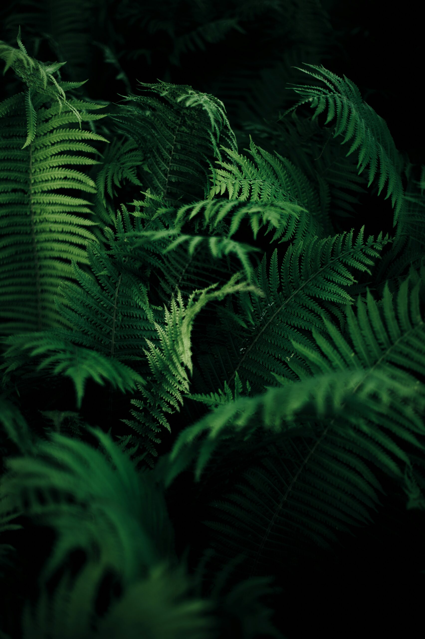 annie-spratt-rjIacQc-uYs-unsplash