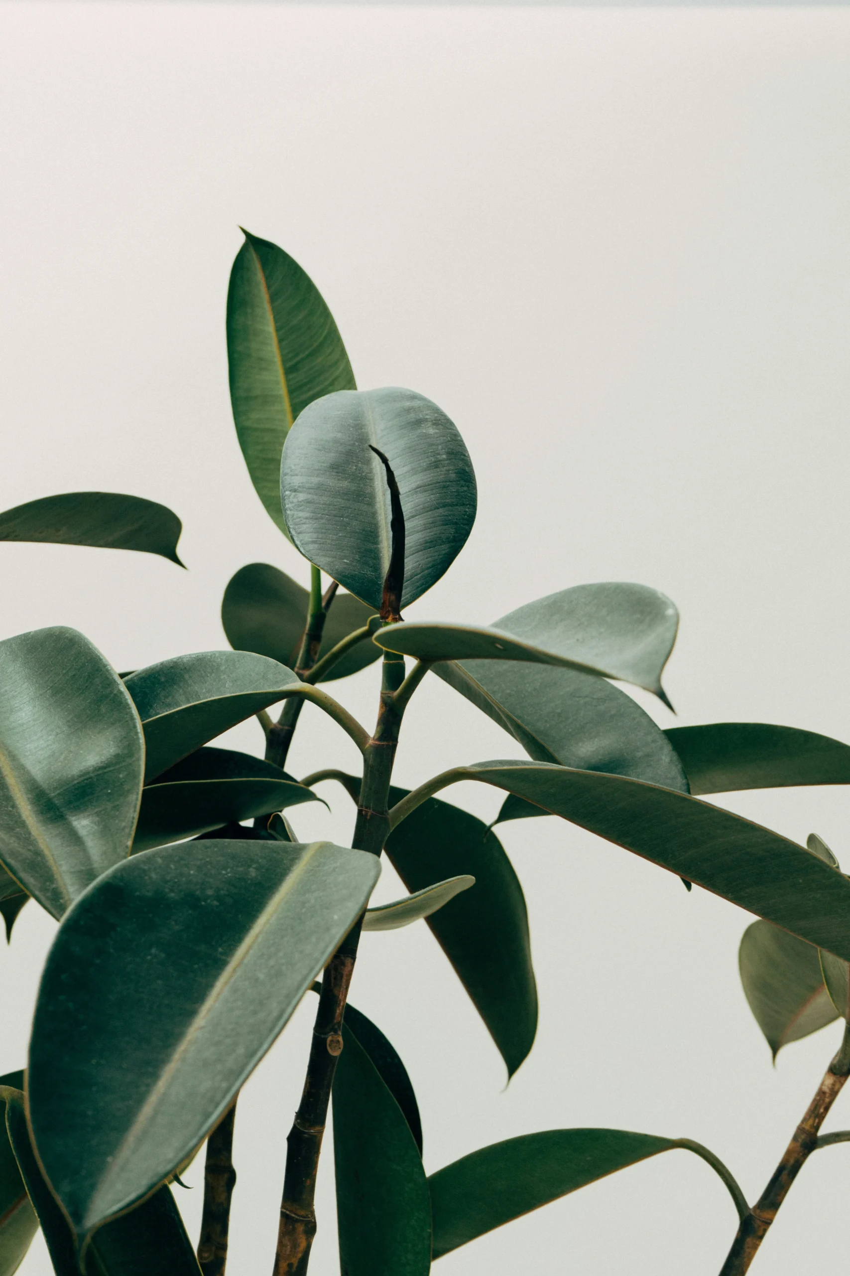 scott-webb-eA2z1JSzZFI-unsplash (1)